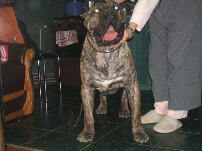 DSCF1901 - snoopyfightdogo  canario