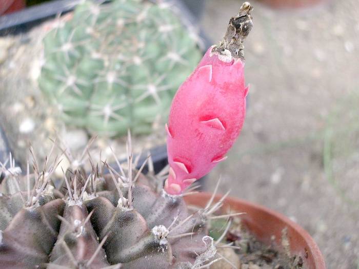 Gymnocalycium mihanovichii - Fructe de cactusi si suculente