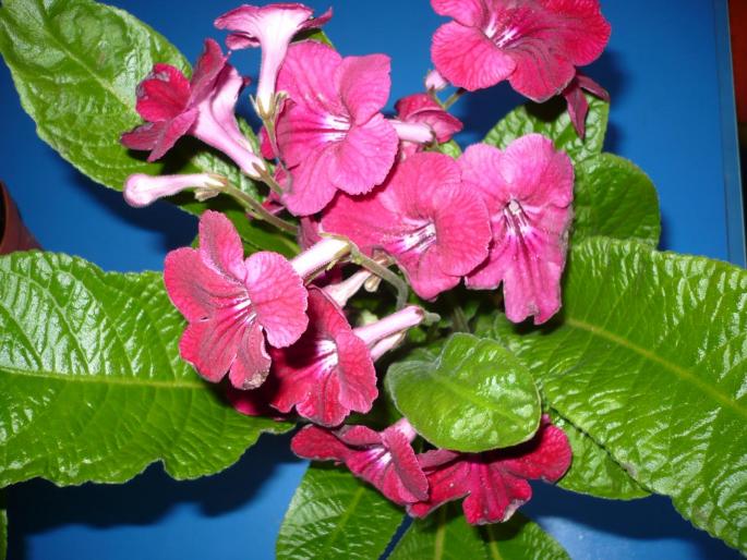 streptocarpus