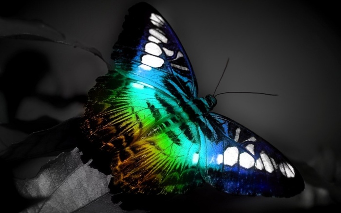 Colorful-Butterfly