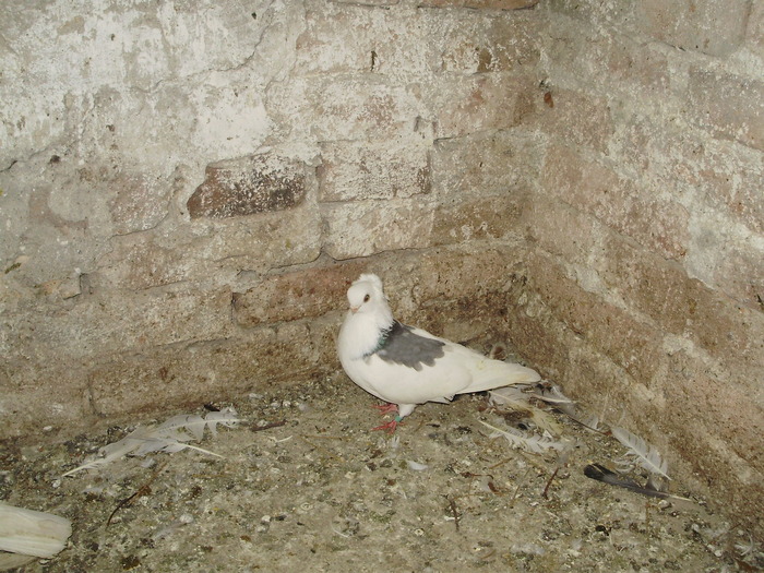 P8232002 - 1744 Sedat Iusein