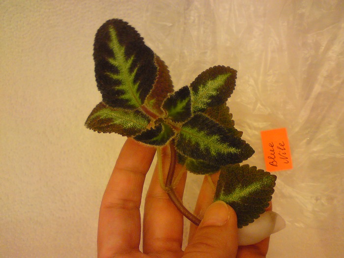 Episcia Lituania - Blue Nile; Episcia Lituania - Blue Nile
