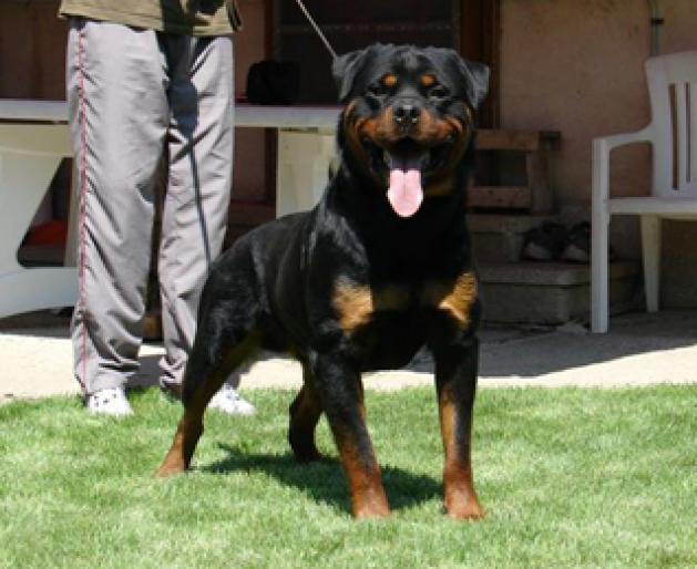 p-quanto- - CAINI-ROTTWEILER-BEST