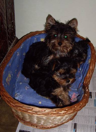 Yorkshire - Yorkshire terrier