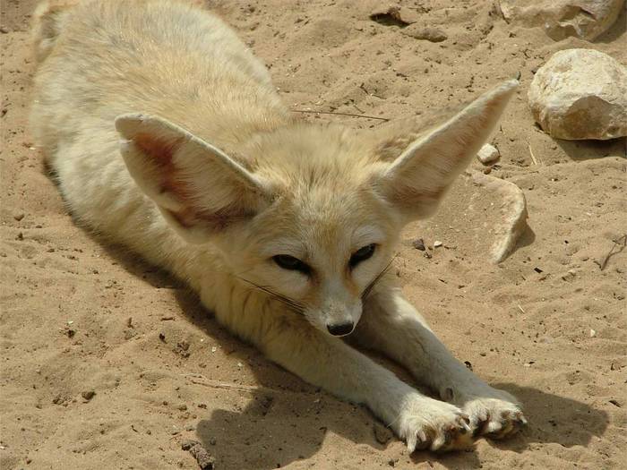 Fennecus_zerda_-_Fennec_fox