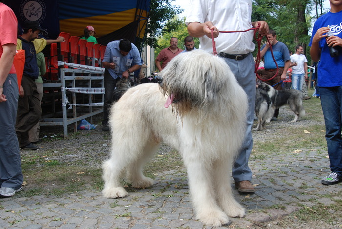 DSC_0210 - Concurs international de frumustete canina 2009 TgMures