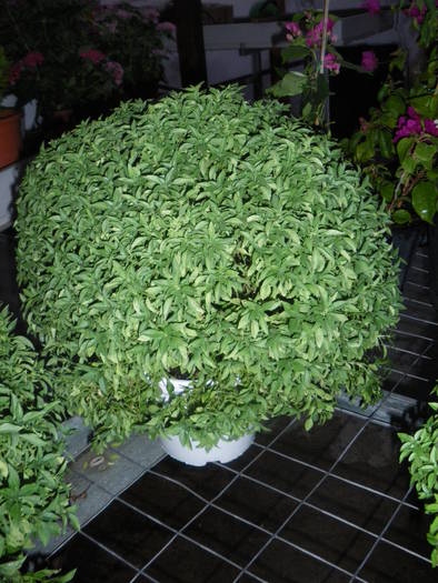 Busuioc ornamental - plante aromatice