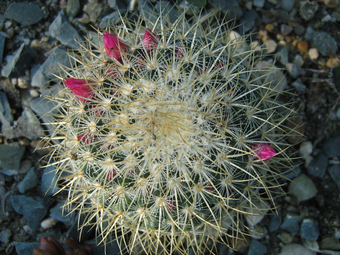 IMG_1374 - Cactusi la mosie 1 octombrie 2009