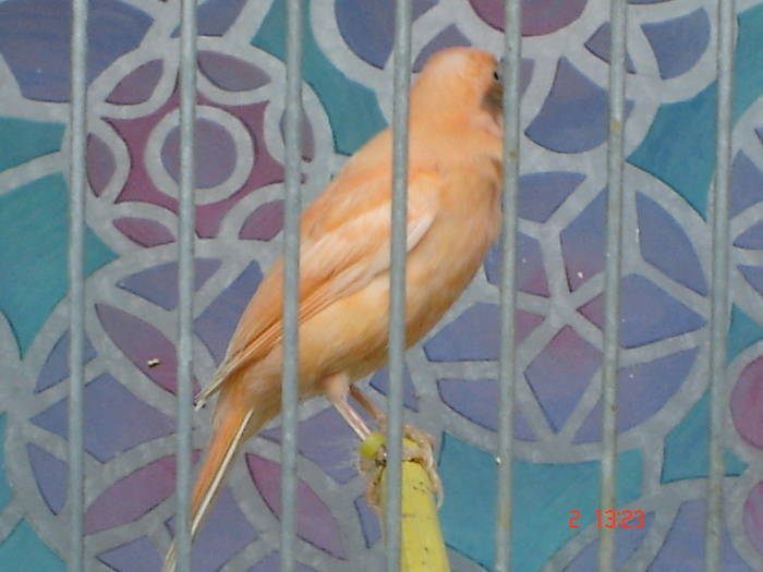 DSC04296 - PUI CANARI 2009