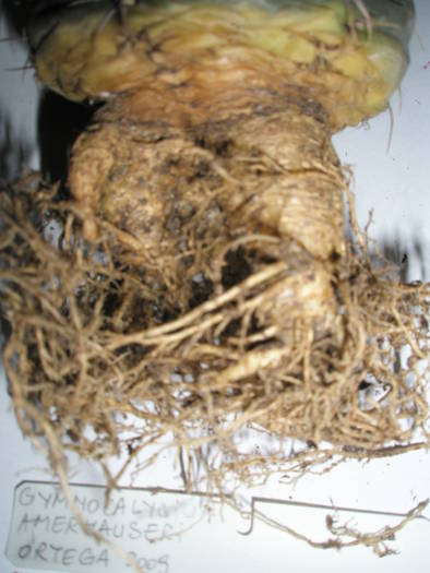 Gymnocalycium amerhauseri