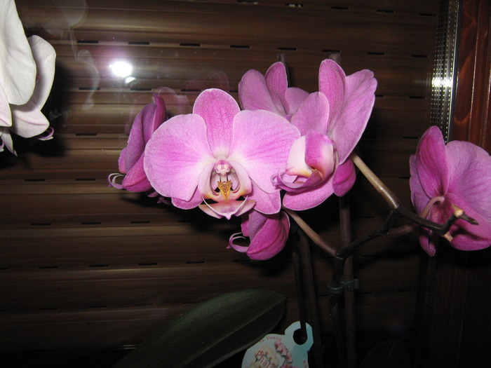 orhidee - Orhidee