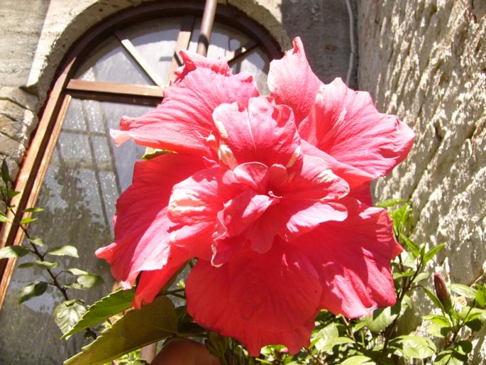 P1140039 - Hibiscus