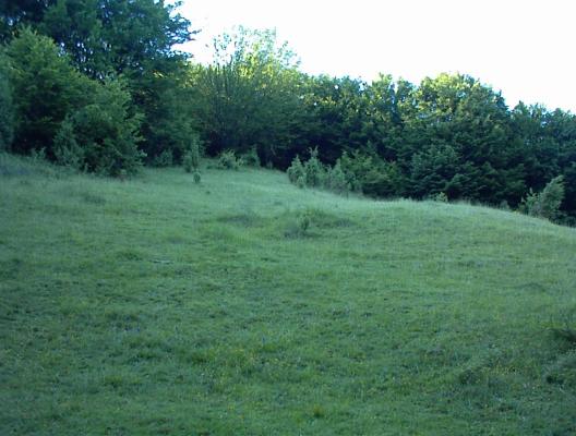 DSC00120 - vatza de jos