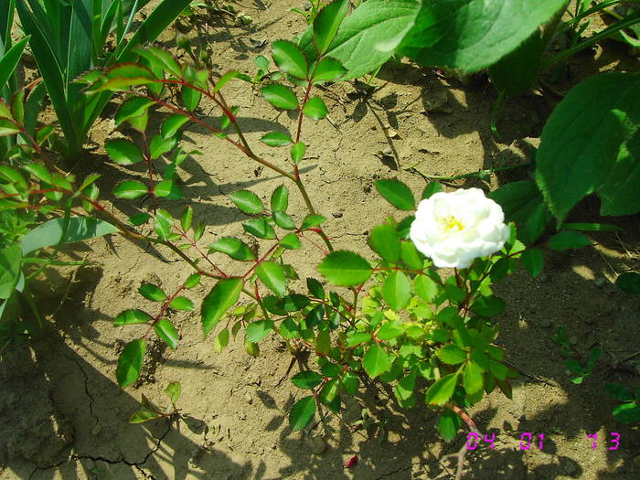 Trandafir tiritor alb