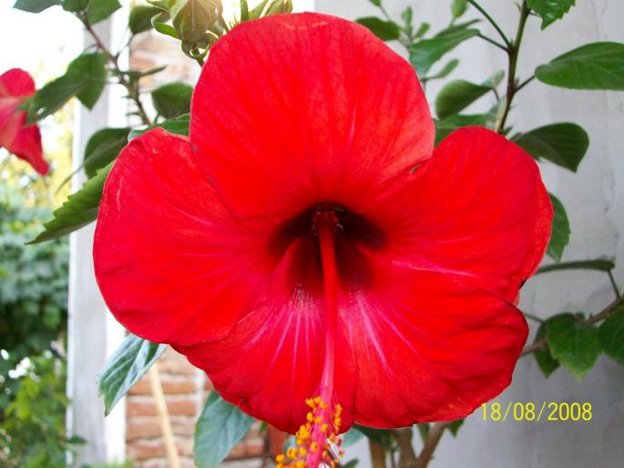 100_0012 - hibiscus