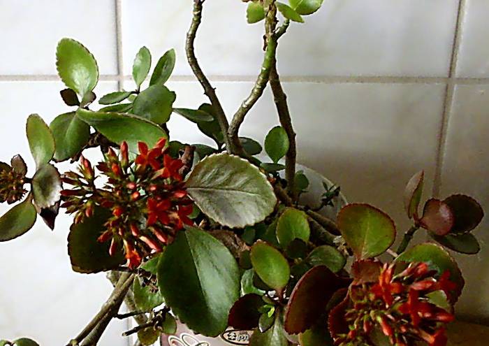 Kalanchoe blossfeldiana