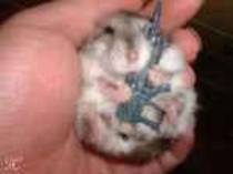 hamster - poze cu animale