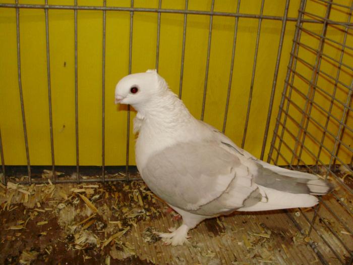 18520 satinet brown 0 - 1505 partea 6