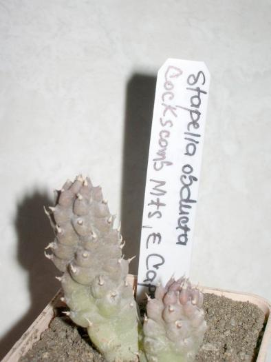 Re-exposure of Rotation of IMGP7394 - Asclepiadaceae