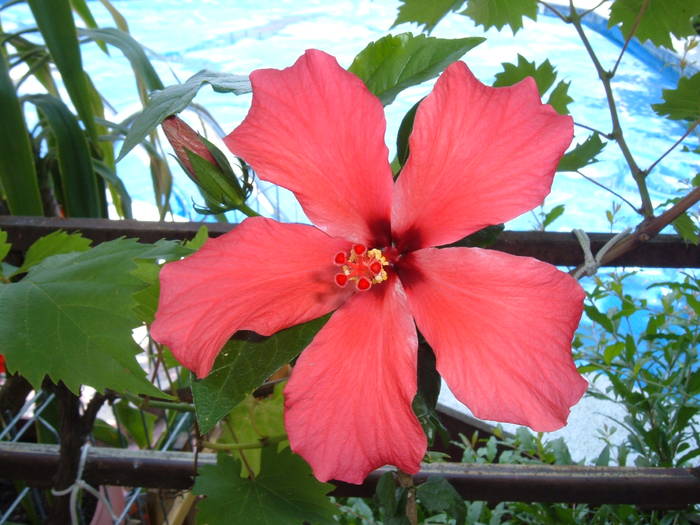 rosu rasfirat - hibiscus