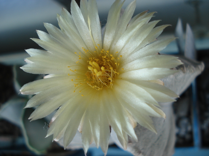 Astrophytum