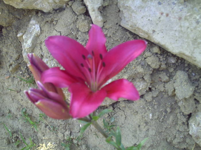 primul crin din gradina