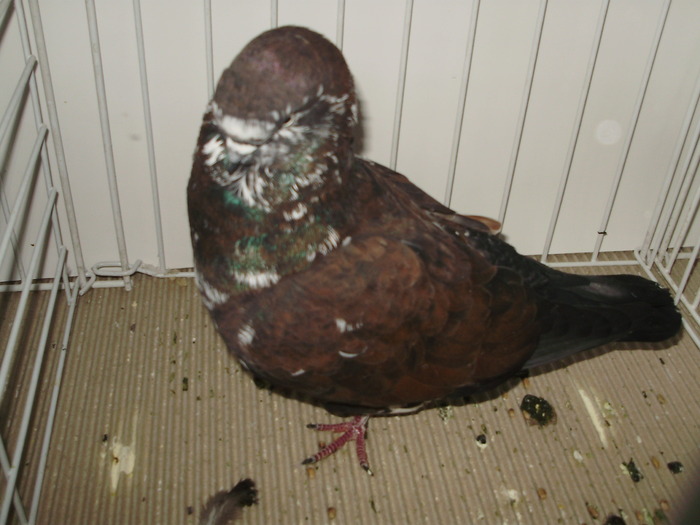 tippler eng 11 - 1509 str 3