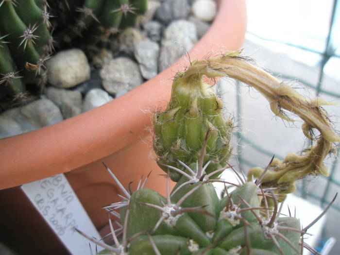 Echinopsis megacarpa, probabil fruct - Echinopsis