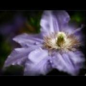 film - poze  flori