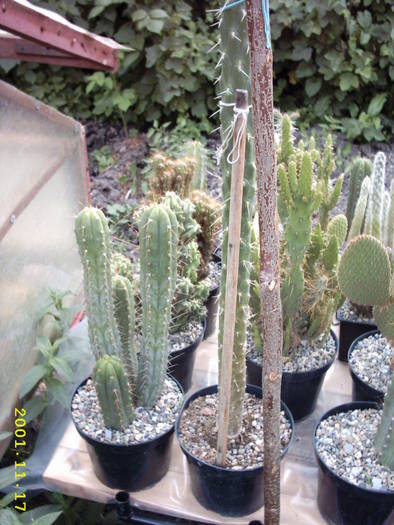 cactusi