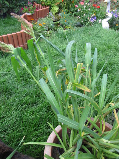 IMG_1097 Echinochloa (orzyoides)