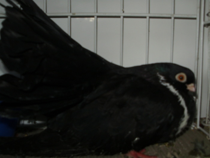 negru 4 - 1509 rom zb