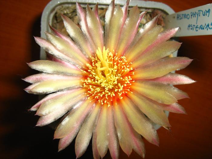 Astro.asterias hb.-floare