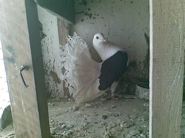 28022009(072) - diferite rase porumbei