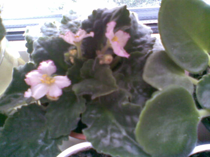 susie sunshine - FLORI -2009