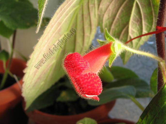 Kohleria Astarte 6 - KOHLERIA I