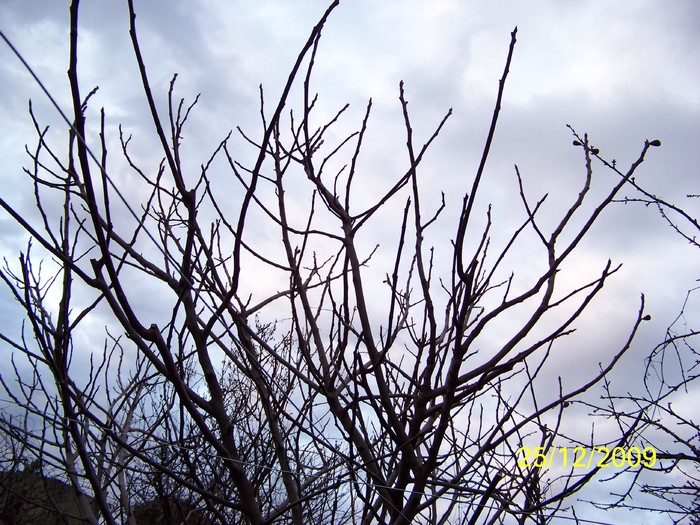 100_7867 - Sfarsit de decembrie 2009