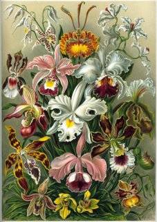 Haeckel_Orchidae - Flori rare