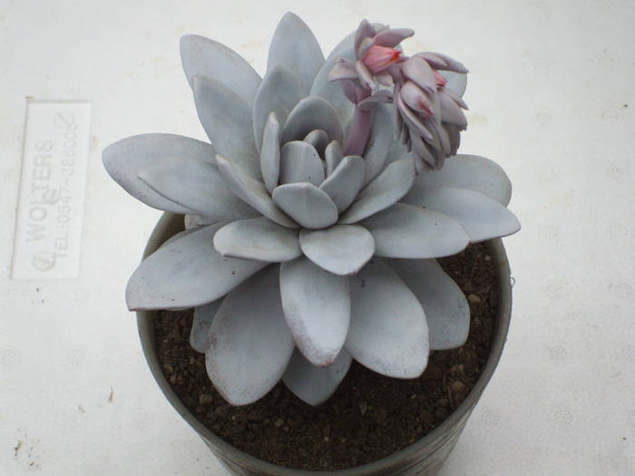Echeveria lauii - colectia mea de cactusi