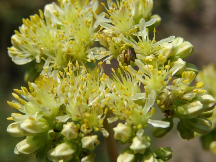 Sedum sediforme, provenienta Turcia, Hisarlak.