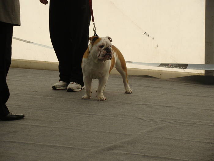 Picture 133 - Expo CACIB Cluj Napoca 15 11 2008