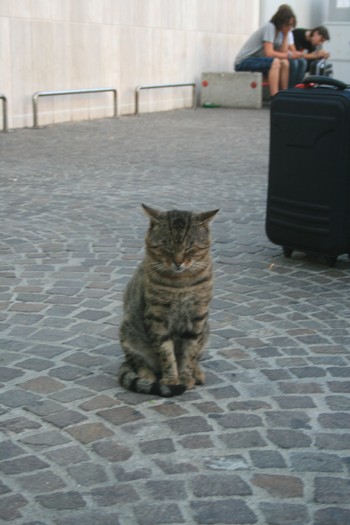 roma 375 - Pisica din aeroport
