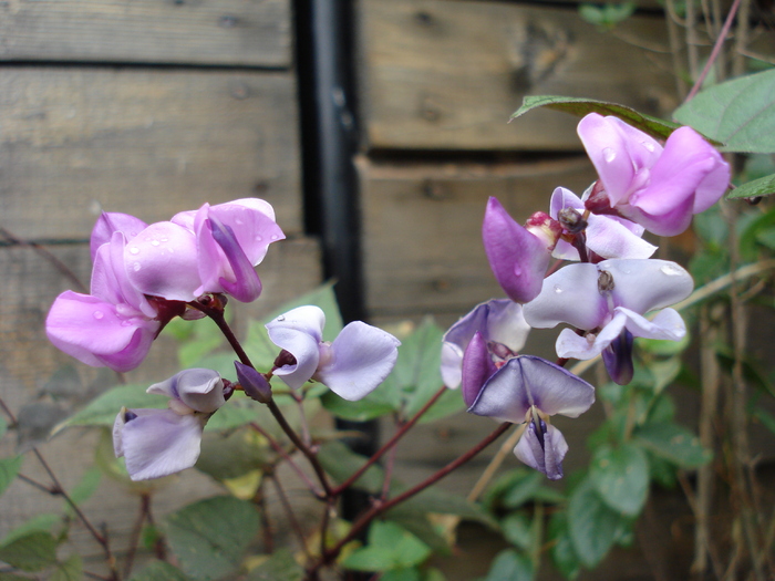 Ornamental Sweet Pea (2009, Oct.04) - 10 Garden in October