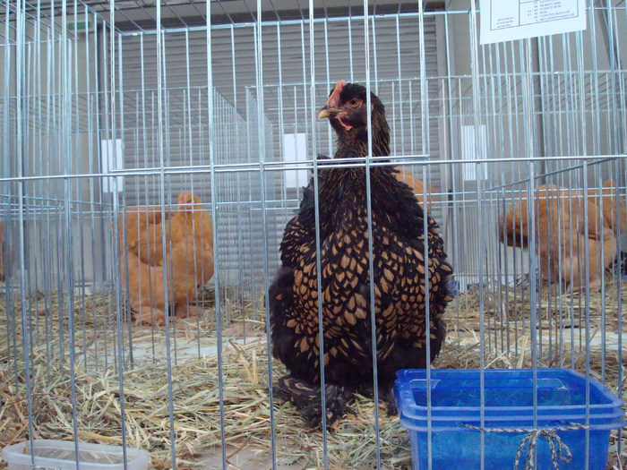 DSC04802 - 0- Expo Fauna Banatului - Timisoara 2009 -0