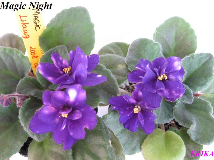 Magic Night 2009 jun 18