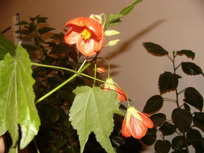 abutilon - Abutilon