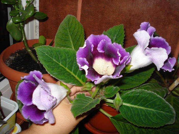 gloxenii albastre - flori - violete si gloxenii