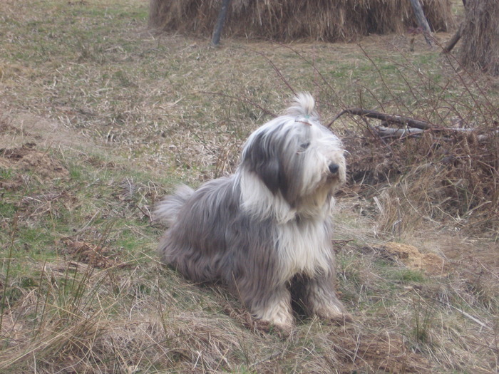 happy Arieseni - Happy-bearded collie-catelusa noastra minunata