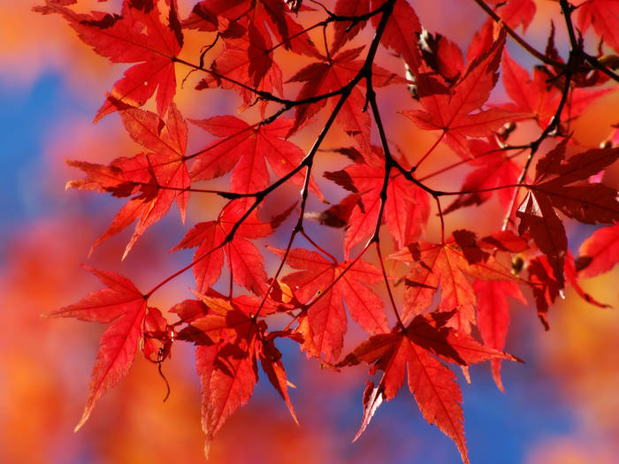 Maple4_1600 - POZE WINDOWS VISTA