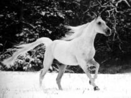 horse in the snow